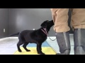 Labrador Retriever Puppy's fifth full day at my kennel Part Two Labrador Retriever Puppy's fifth full day at my kennel Part Two