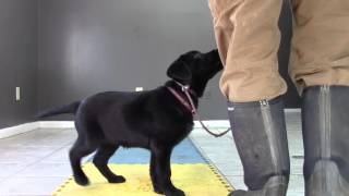 Labrador Retriever Puppy's fifth full day at my kennel Part Two