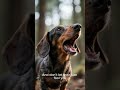 Dog Facts #9 #facts #shorts  #dachshund