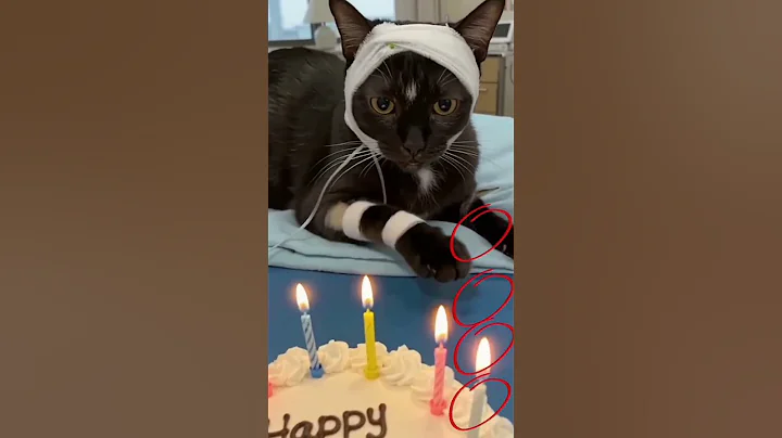 #o #cat #animalintelligence #cute #funny #kitten #aiandcats #pets #lovecats #love