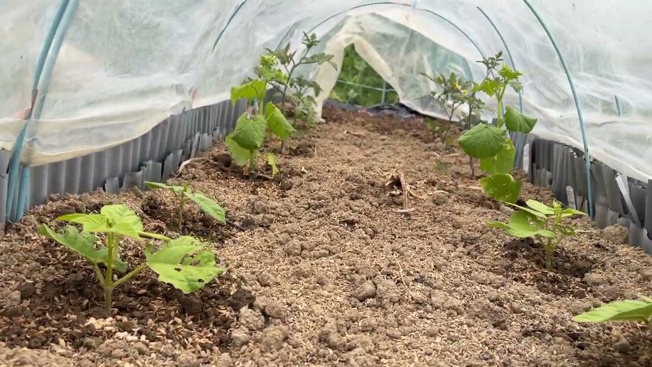 早い者勝ち  家庭菜園に Home Gardening] The Easiest Way to Choose Seedlings (Summer
