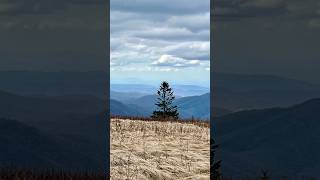 Sojourn week30 hike Grassy Ridge Smoky Mountains l open grass bald view#nature #dog #world  #travel