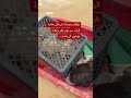 Animal shelter owner rescues cats and dogs during floods - BBC URDU