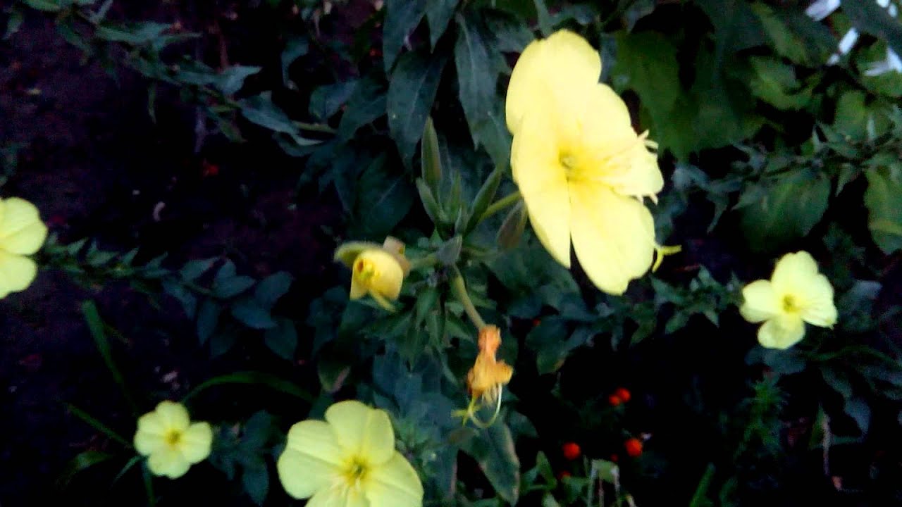 Miracle, Real Video Ukrainian flora