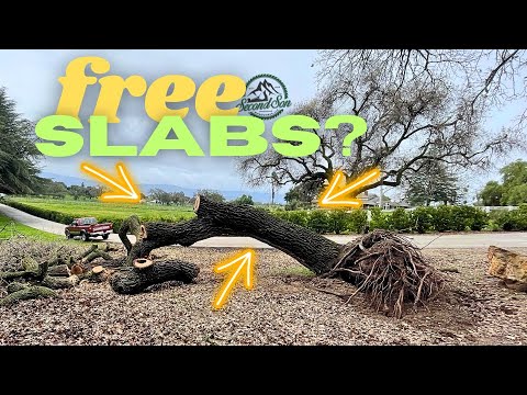 Massive Storms = Fallen Valley Oak Tree // Cutting with Chainsaw Part 1 - Firewood and Safety