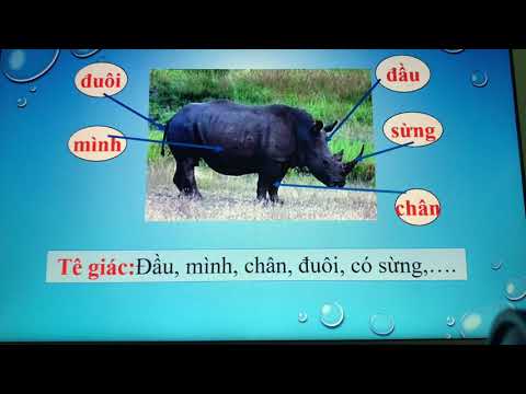 [TNXH 3] Thú - Tuần 27+28