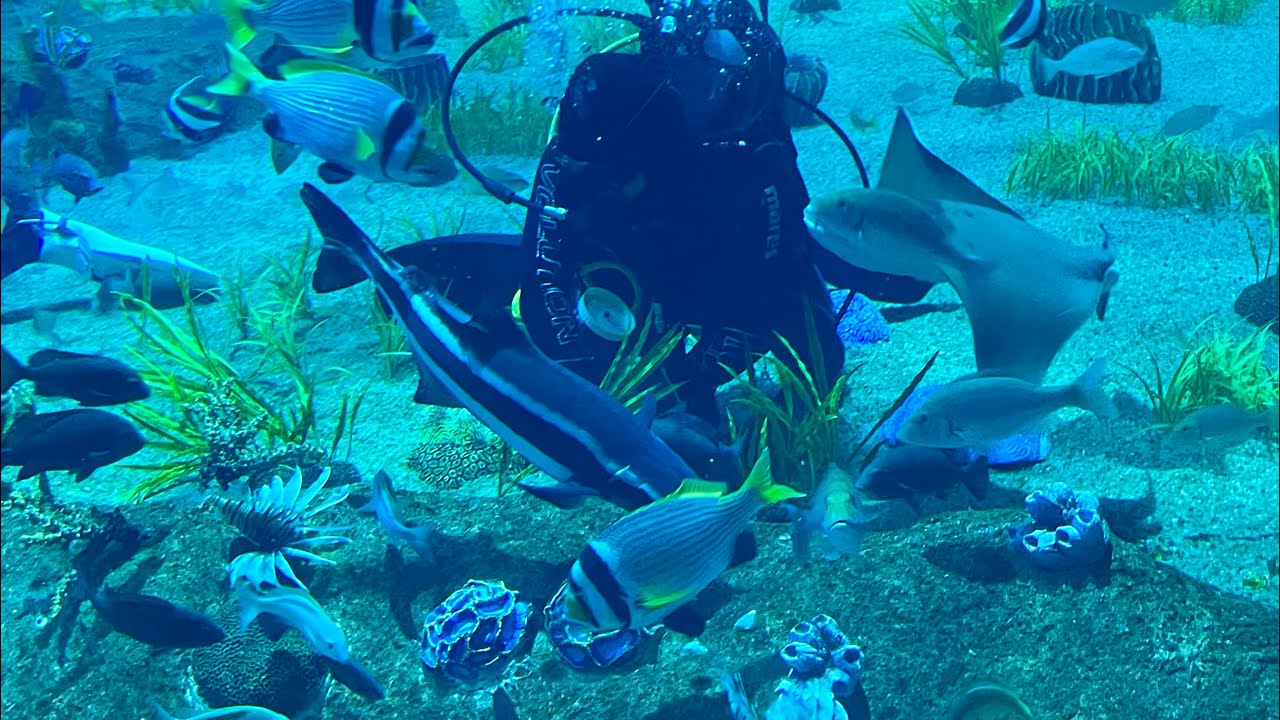 Our Qatar||MINI AQUARIUM QATAR||LOCATED AT OLD DOHA PORT 🇶🇦||Free entry ||QATAR DAILY UPDATE