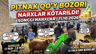 XORAZM PITNAK QO'Y BOZORI NARXLARI 11.10.2026.#qoyxona #qoyboqish #qoy #qoybozor #chorva #xiva #uzb