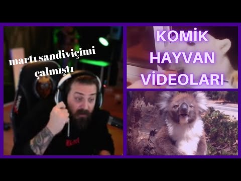 Elraenn - Komik Hayvan Videoları İzliyor