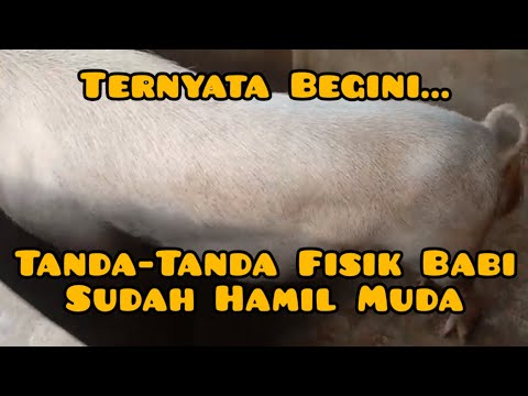 Kehamilan Babi