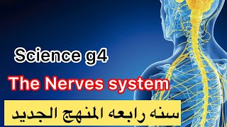 The Nervous system الجهاز العصبي ساينس رابعه ابتدائي المنهج الجديد