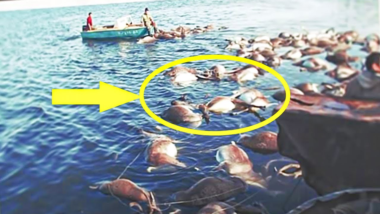 Investigators Found 300 Wild Dead Reindeer And When They Looked Closer ...