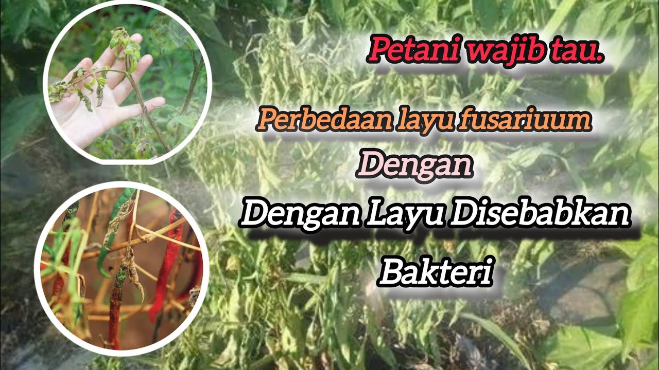 Layu In English “Layu Fusarium vs Layu Bakteri: Cara Membedakan & Mengatasinya dengan ...