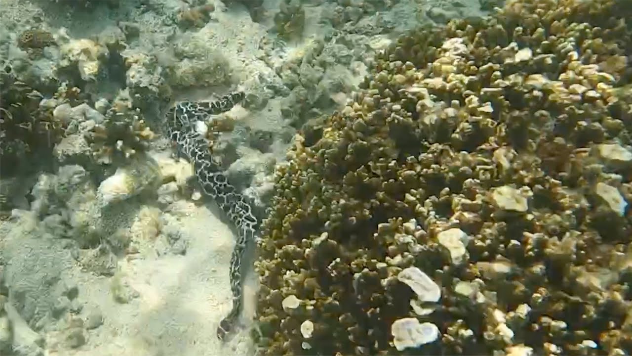 Laced Moray Eel at Heron Island