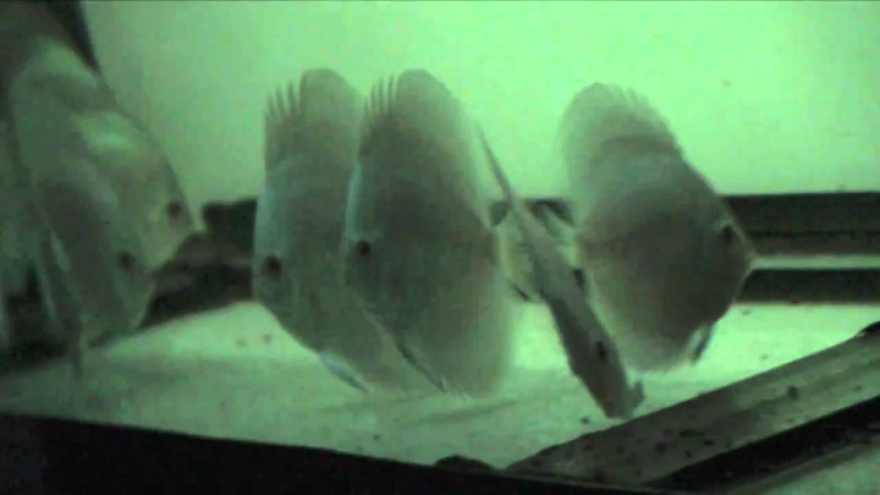 XXL DISCUS 2 Farm of Fabio Sabatino Part One