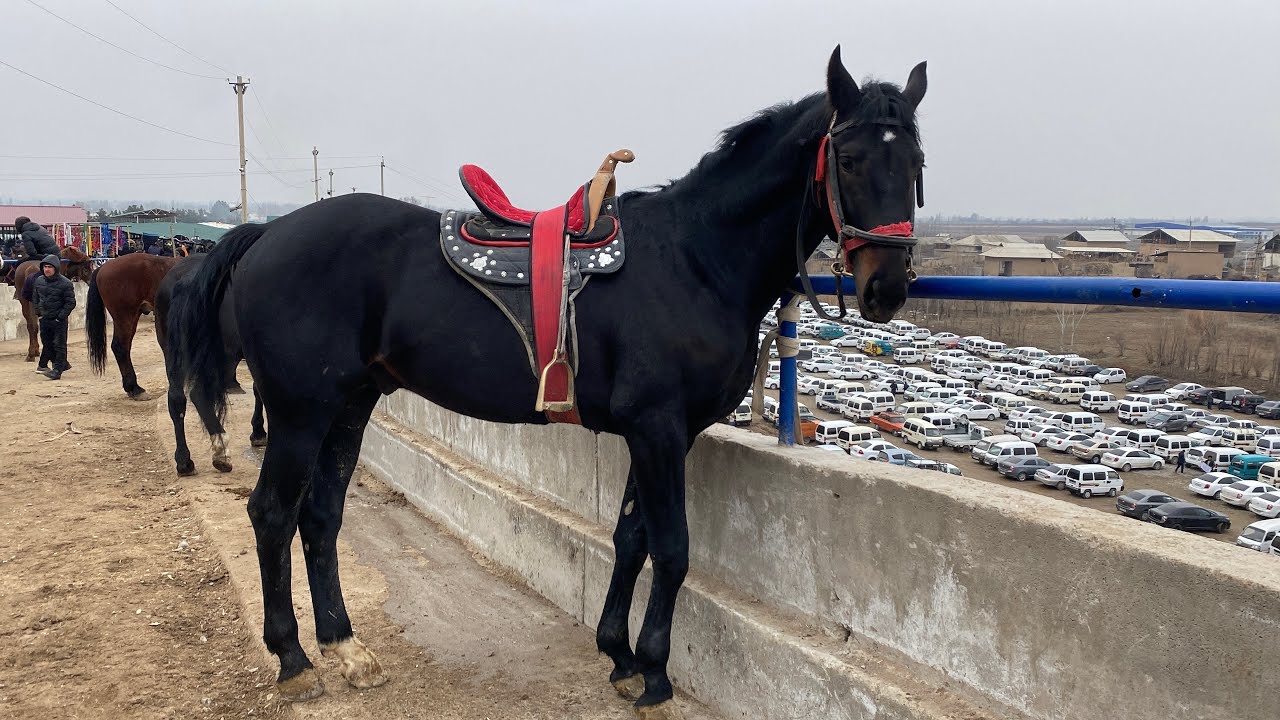 Shohidon ot bozori yondi 🔥🔥 Uloqchi otkar narxlari sezilarli darajada tushdimi 😱😱4-fevral, 2026