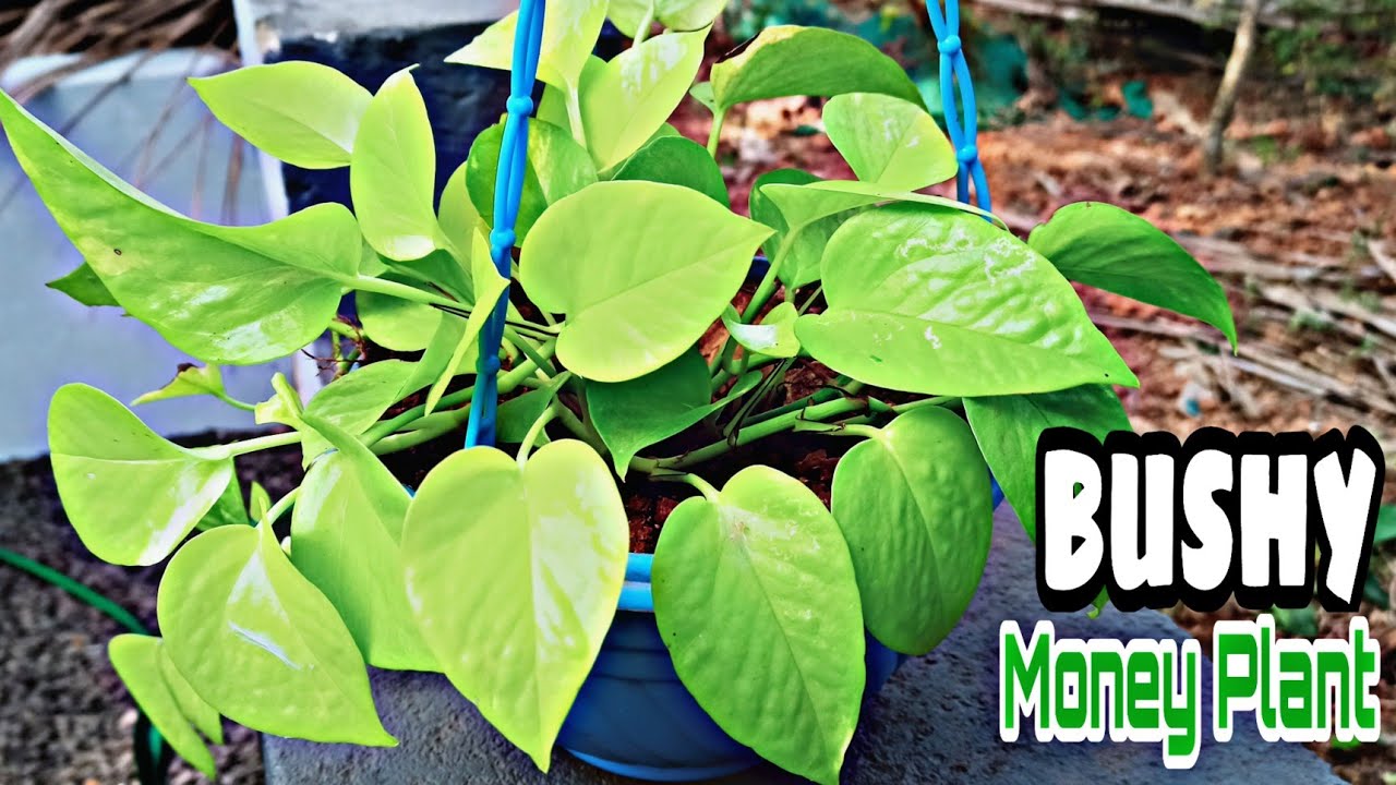 make-bushy-green-money-plant-how-to-grow-bushy-money-plant-sadu-s