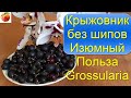 Крыжовник без шипов сорт Изюмный Полезные свойства ягоды  Grossularia