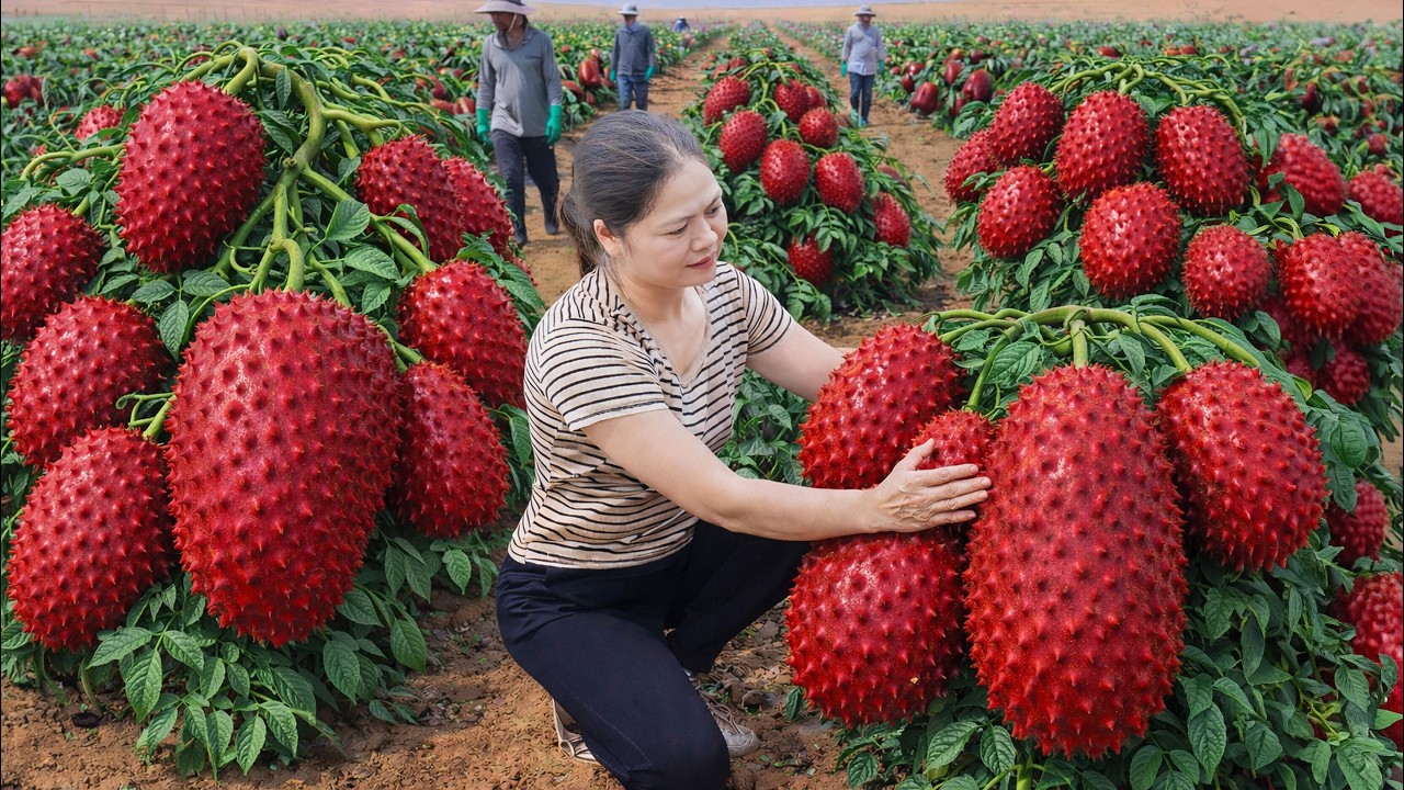Harvesting Giant Red Soursop in The Desert Market Sell | First Time Ever Harvesting This Rare Fruit
