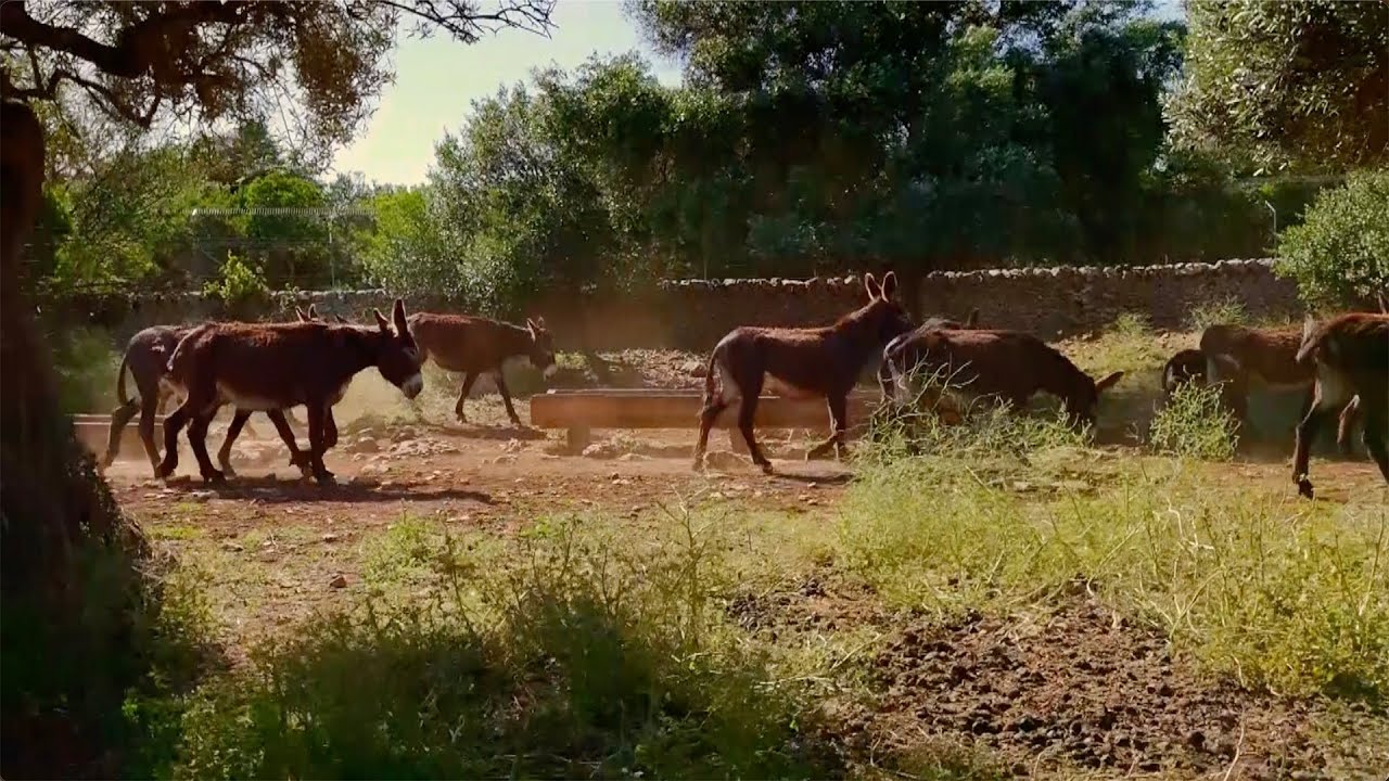 PUGLIA VERDE DEL 16 NOVEMBRE 2025