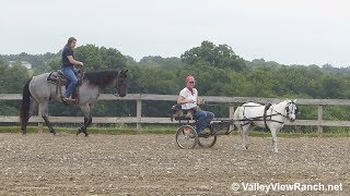 Birds Kaylees Shadow - Riding Around With The Pony Cart - Valleyviewranch