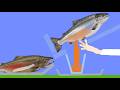 【Algodoo】Raising Salmon from Eggs｜タマゴからサケを育てる