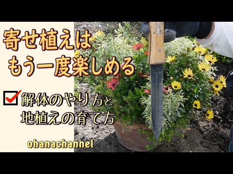 Enjoy container plantings again!