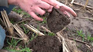 Cover Crops after Corn Silage, Fall Cover Crop Growth