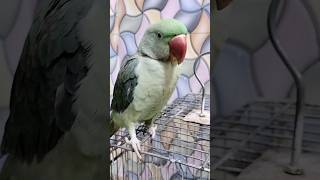 #parrot #talkingparot #like #birds #nonstoptalkingparrot #mithukibatain #mitthu #shorts #viral #cute
