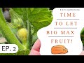 Growing a Giant Pumpkin! 2023 🎃 | Episode 2: Time to Let Big Max Fruit!