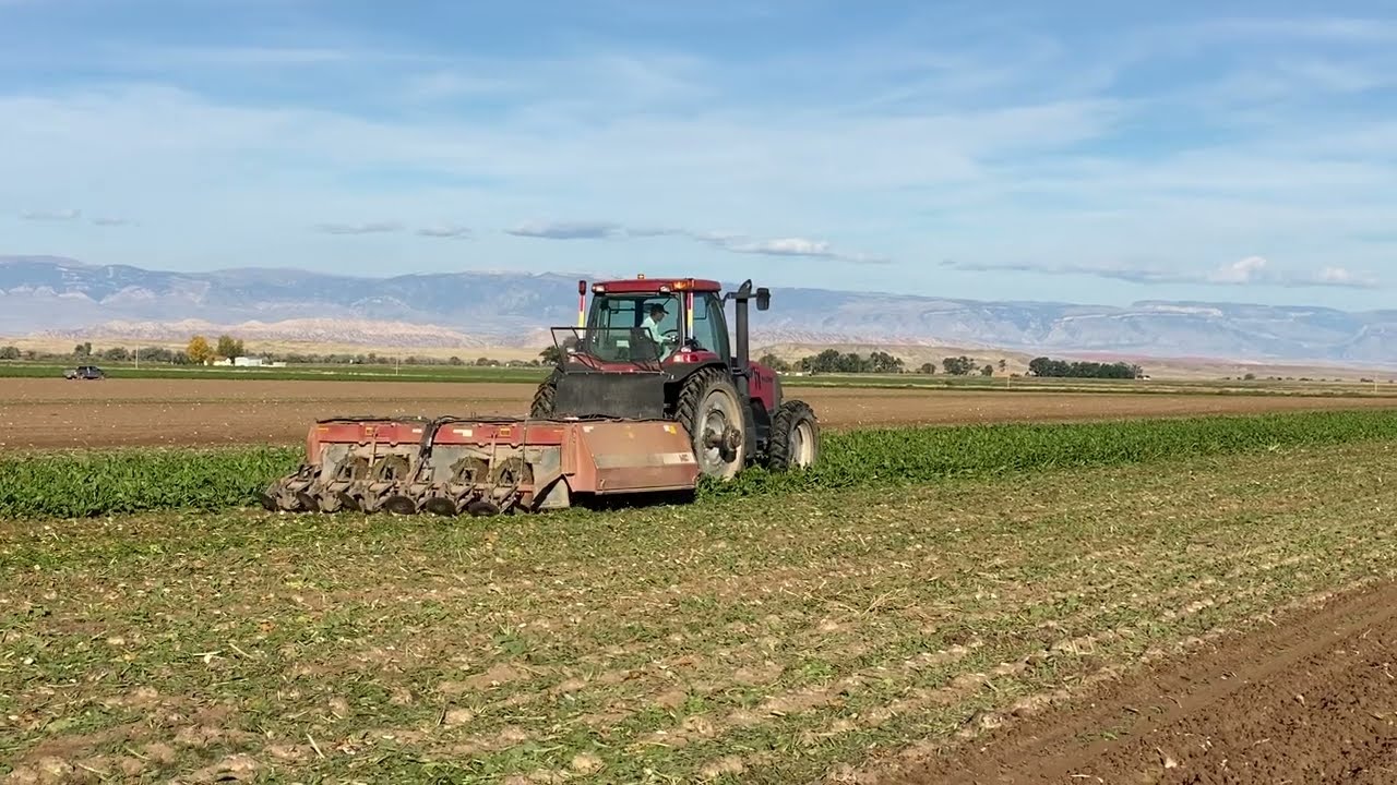 Werbelow Brothers Beet Harvest 2022 #2