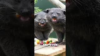 5 Surprising Facts About Binturongs: Discover the Secrets of the Bearcat! 🐻🐱
