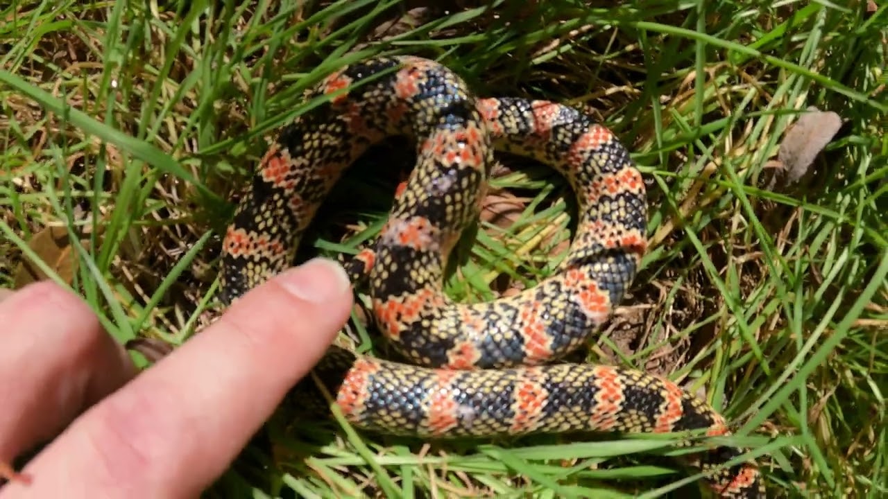 California Longnose Snake