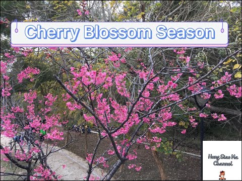 Taiwan attractions travel Cherry blossom season 台中大甲鐵砧山櫻花季旅遊永信運動公園 #HongSiaoMaChannel 1