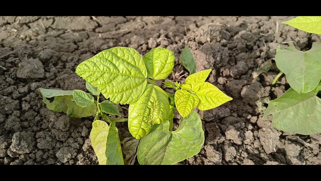 الفاصوليا الامراض التى تصيب نبات الفاصوليا والعلاج واسباب اصفرار الاوراق