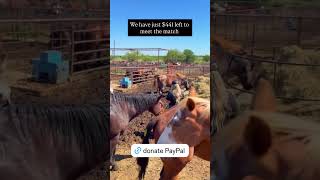 Please Help ❤️ #horse #help #equestrian #rescuehorse