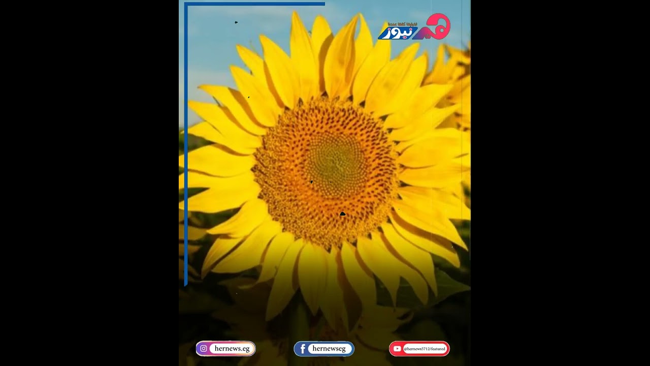 تفسير رؤية عباد الشمس فى المنام