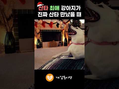 산타를 제일 좋아하는 강아지가 진짜 산타를 만났을 때 반응 #shorts #강아지 #크리스마스