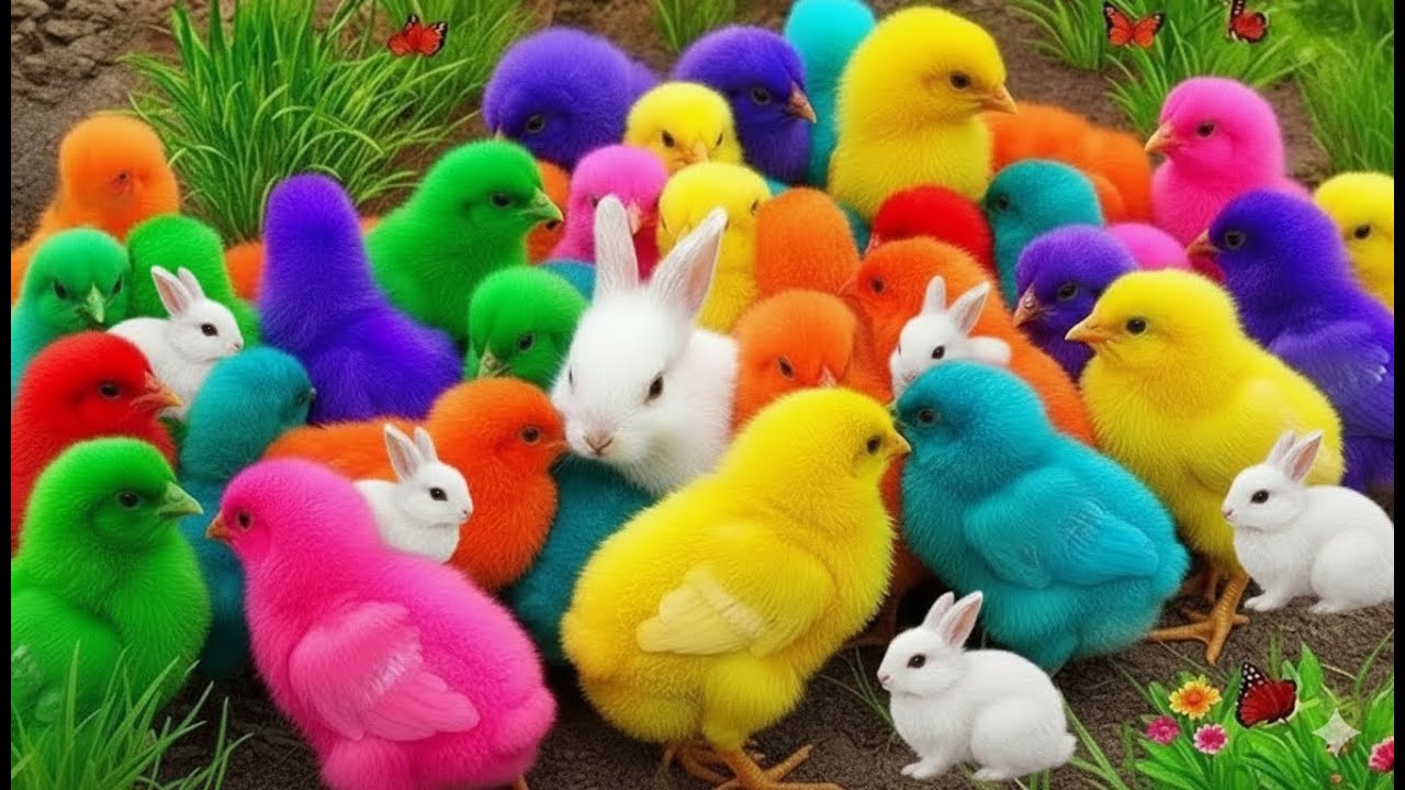 World Cute Chickens, Colorful Chickens, Rainbows Chickens, Cute Ducks, Cat, Rabbits,Cute Animals🐤🐣🦆🐟