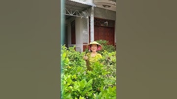 tỉa cây nguyệt quế bonsai của người đẹp Việt Nam #anhducbonsai #shorts #caycanh #bonsai #shortvideo