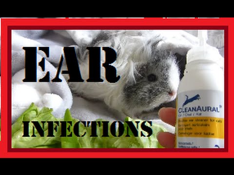 वीडियो: गिनी पिग्स में कान का संक्रमण