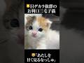 🐱目ヂカラ抜群の三毛イモ子猫、まだまだ赤ちゃんだった #cat #kitten #猫 #子猫 #ねこ #こねこ #保護猫 #shorts #猫のいる暮らし