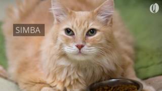 Portland-area pets for adoption April 4