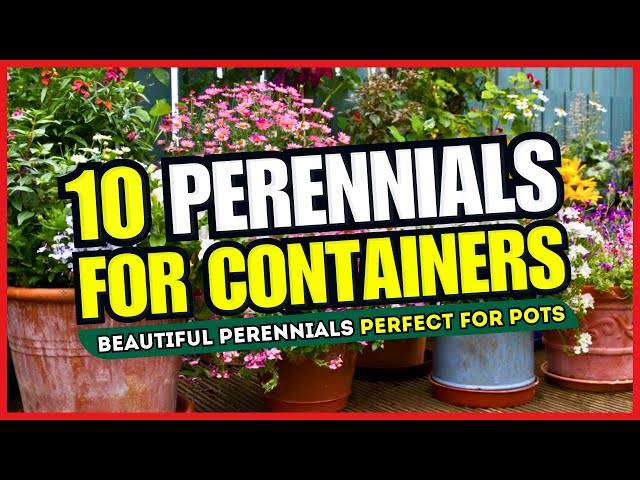 😍 CONTAINER GARDEN MAGIC! 😱 10 Beautiful Perennials Perfect for Pots - TRANSFORM Your Space! 🌼✨ class=