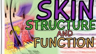 Skin - Structure and Function Explained in 3 Minutes!! Layers: Epidermis, Dermis screenshot 5