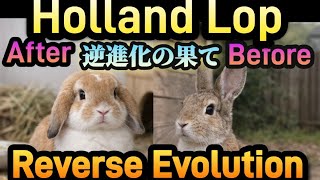 #8【Holland Lop Evolution】Why This Rabbit Looks This Way | Reverse Evolution