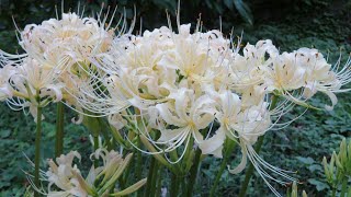 《天地万象》咲き誇る白いヒガンバナ(彼岸花・シロバナマンジュシャゲ)▪White spider lily▪