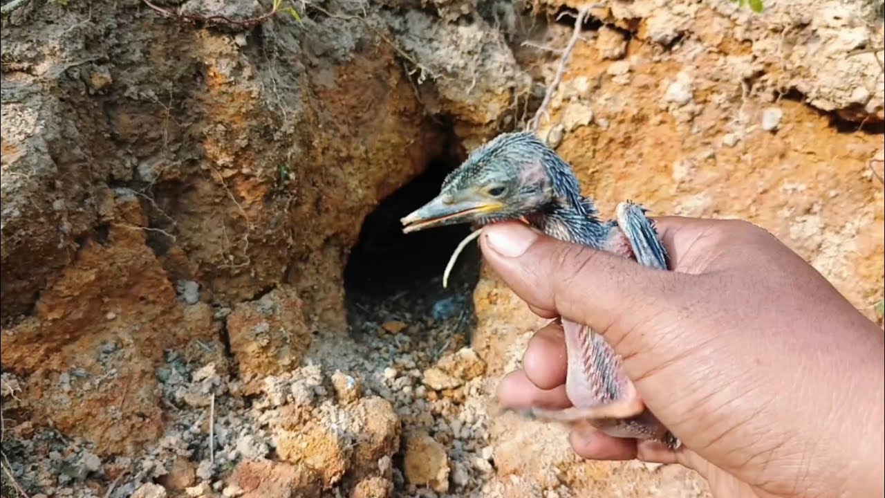 Udah lama banget gak pernah nemu sarang burung ini! Sarang tengkek udang 