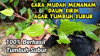 Cara Menanam Daun Sirih