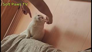 The funniest cats that will make you laugh until you cry😂 screenshot 3